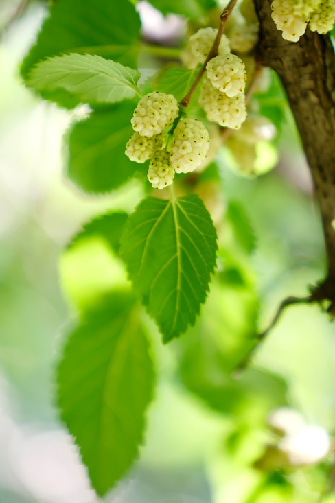 White Mulberry