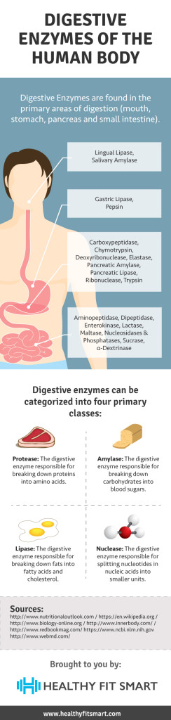 Digestive Enzymes of the Human Body